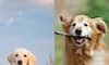  Labrador to Golden Retriever: 7 Best Dog Breeds for Indian Families