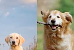  Labrador to Golden Retriever: 7 Best Dog Breeds for Indian Families NTI