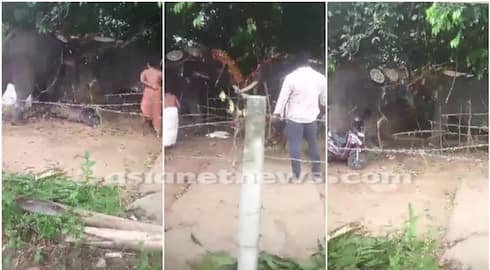 video of an elephant turns violent while festival in temple thrissur