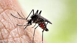 Dengue cases increase at chikkamagaluru people panic rav  photo gallary rav
