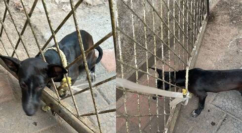 stray dog trapped in gate of house in Calicut fire force officers came for rescue 