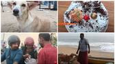 Birthday celebration of street dog distributed 100 packets of Biryani in kollam