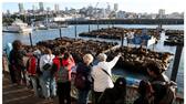 Sea Lions Gather at San Francisco s Pier 39