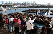 Sea Lions Gather at San Francisco s Pier 39