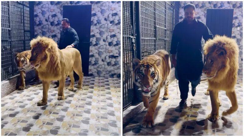 WATCH viral video of Pakistani man strolling with lion and tiger; Sparks online outrage RTM