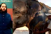 Anant Ambanis Vantara Team Travels 3,500 Km From Jamnagar To Treat Ailing Elephant, Calf In Tripura