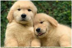 Indian Spitz  to Labrador: 7 Most cutest dog breeds in India RTM