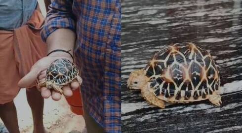 A star tortoise was found in the backyard of house in Cheruthuruthi during heavy rain in night