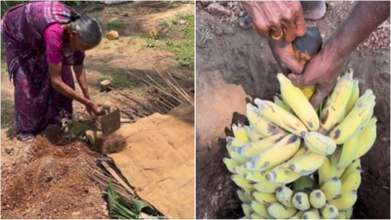 Nature's Secret: Learn how this old lady naturally ripens bananas [watch] NTI