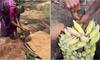 Nature's Secret: Learn how this old lady naturally ripens bananas [watch]