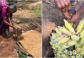 Nature's Secret: Learn how this old lady naturally ripens bananas [watch] NTI