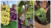 videos of traditional Indian method of ripening bananas has goes viral