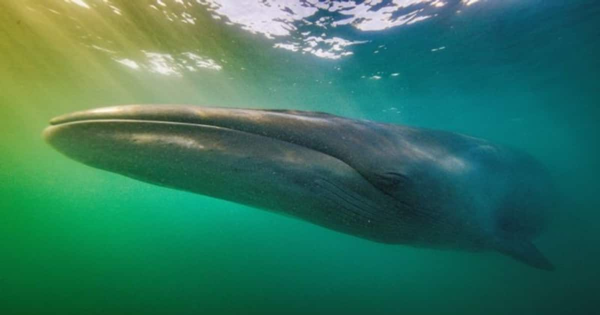 Majestic sei whales, weighing up to 28-45 metric tonnes, reappear in ...