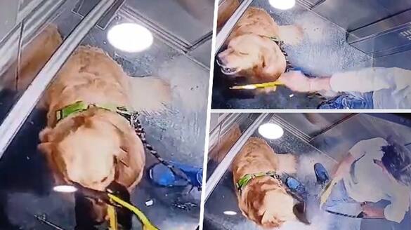 SHOCKING Dog-walker hits golden retriever inside Gurugram society lift, video goes viral (WATCH) gcw