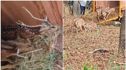 26 spotted deer from defunct VOC Park Zoo Coimbatore released into forest