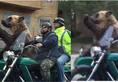 Viral Video: Russian Bear Captivates Internet with Motorcycle Ride [watch] NTI