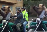 Viral Video: Russian Bear Captivates Internet with Motorcycle Ride [watch] NTI