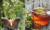 From immunity to mental clarity: Discover 5 benefits of having a Tulsi plant at home