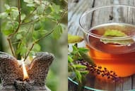 From immunity to mental clarity: Discover 5 benefits of having a Tulsi plant at home RTM EAI
