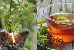From immunity to mental clarity: Discover 5 benefits of having a Tulsi plant at home RTM EAI