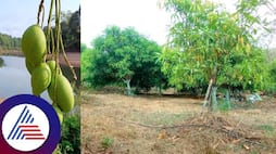 Weather extremes effect shortage of Appemidi pickles in Malenadu mangaluru rav