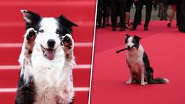 Cannes Film Festival 2024: Messi from 'Anatomy of a Fall' walk red carpet on four legs - WATCH ATG
