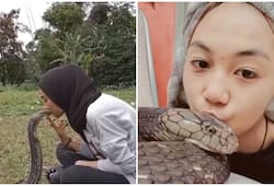 [WATCH] Woman kisses king cobra on the head; Sparks online outrage RTM