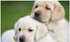Labrador to Pomeranian: 7 Most adorable dog breeds in India  