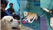Sandalwood charlie 777 fame Dog gives birth to 6 puppies Kannada Actor rakshit shetty reveals in Video ckm