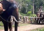 Capture of a Lone Elephant named Daksha who killed a woman gvd