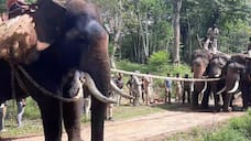 Capture of a Lone Elephant named Daksha who killed a woman gvd