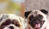 Shih Tzu to Pug: 8 dog breeds that are afraid of heights