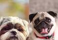 Shih Tzu to Pug: 8 dog breeds that are afraid of heights NTI