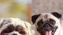 Shih Tzu to Pug: 8 dog breeds that are afraid of heights NTI
