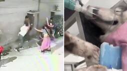 Hyderabad SHOCKER! Neighbour dispute escalates into brutal assault; man, his pet Husky left injured (WATCH) AJR