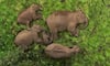 elephant family sleeps blissfully at Anamalai Tiger Reserve in Tamil Nadu vel