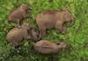 elephant family sleeps blissfully at Anamalai Tiger Reserve in Tamil Nadu vel