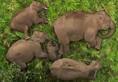 Heartwarming video: Baby elephant sleeps peacefully with family in Tamil Nadu Reserve, Sparks joy online RTM