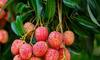 Weight loss to better immunity: 7 Reasons to eat litchi this summer