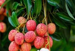 Weight loss to better immunity: 7 Reasons to eat litchi this summer RTM EAI