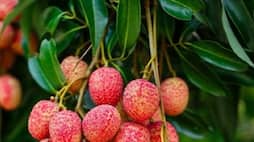 Weight loss to better immunity: 7 Reasons to eat litchi this summer RTM EAI