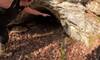 Shocking! Man found cave behind his own house [WATCH]