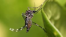 kerala rains how to prevent dengue fever medical officer issues guidelines