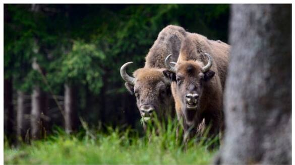 170 bison can eliminate carbon emissions that 2 million cars emit annually says a new study