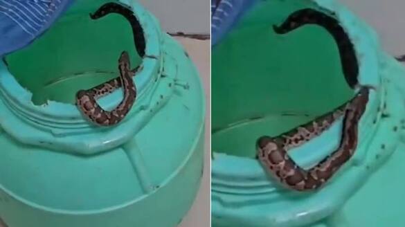 snake bitten girl in bihar family takes snake to hospital 
