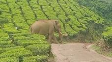 a forest elephant name of padayappa re entry to residential area in munnar vel