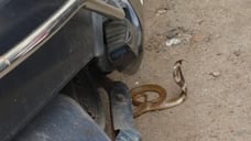 cobra found in Haripad taluk hospital premises 