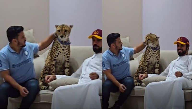 pet cheetah attack on youth mrq