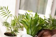 how to repot your indoor plants tips 