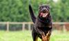 Rottweiler to Dobermann: 7 Best Guard Dogs for a Family